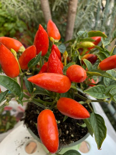 Semi peperoncini piccanti - di,