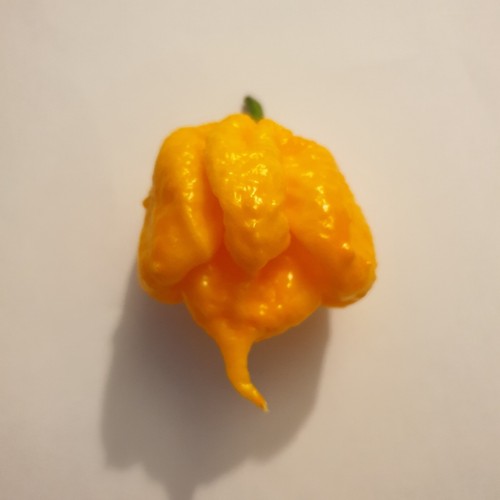 Semi peperoncino - di,