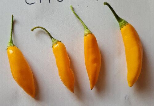 Semi peperoncino aji - di,