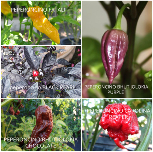Semi peperoncino in - 80, di