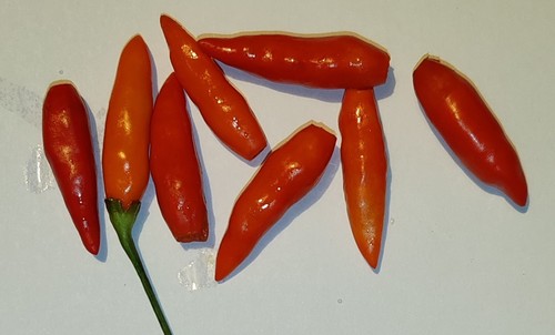 Semi peperoncino tabasco - 20,