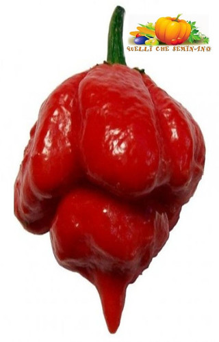 Semi trinidad moruga - semi,