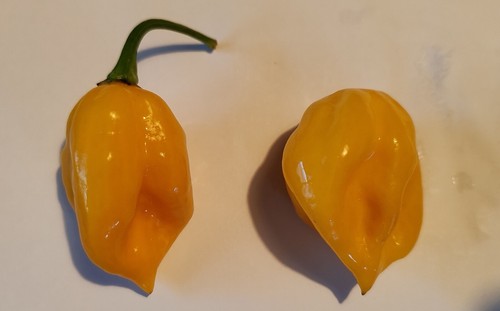 Semi peperoncino - semi,