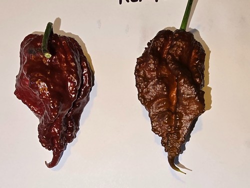Semi peperoncino - semi, di