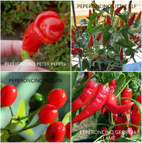 100 semi peperoncini 4 - peperoncini,