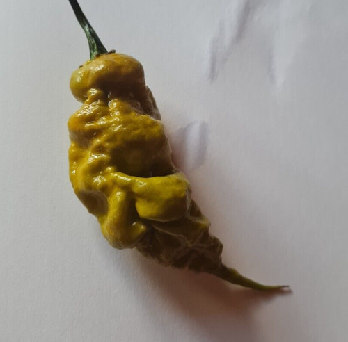 Semi peperoncino t rex - di, t-rex