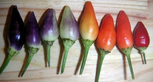 Peperoncino numex twilight - peperoncino, "